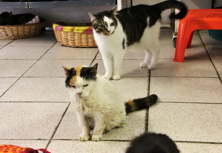 Cats inside sanctuary