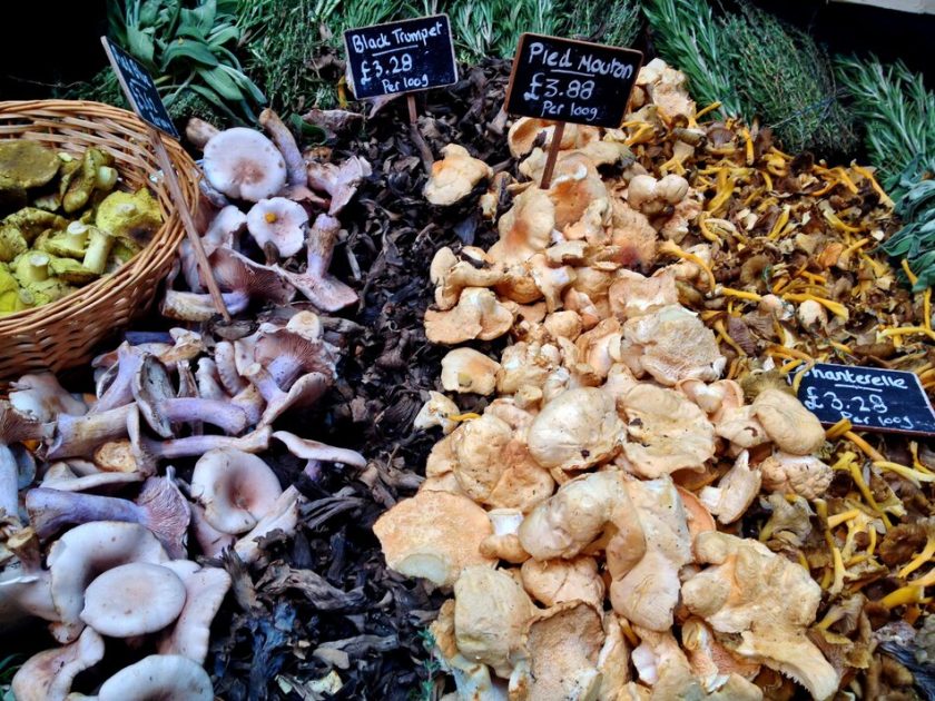 a variety of mushrooms