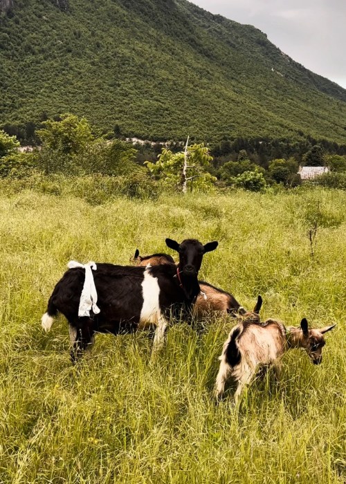 Goats in the Albania Alps