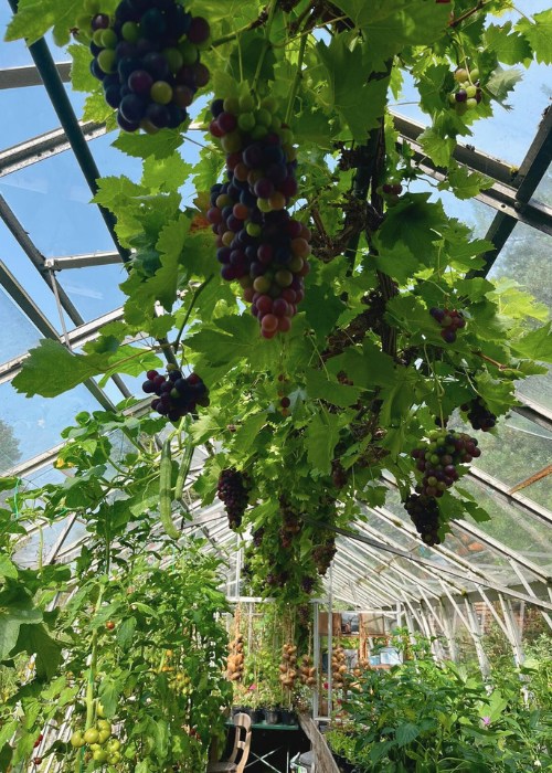 Grapes inside Greenhouse