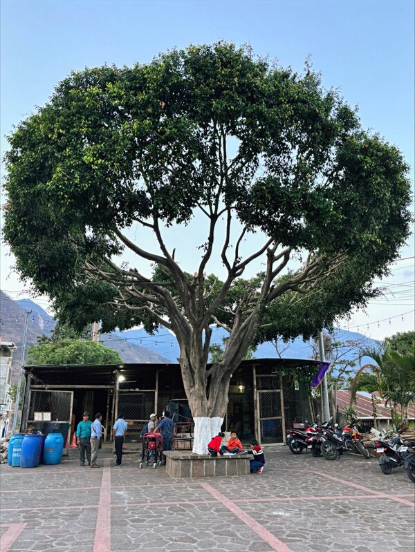 Tree in Plaza Square