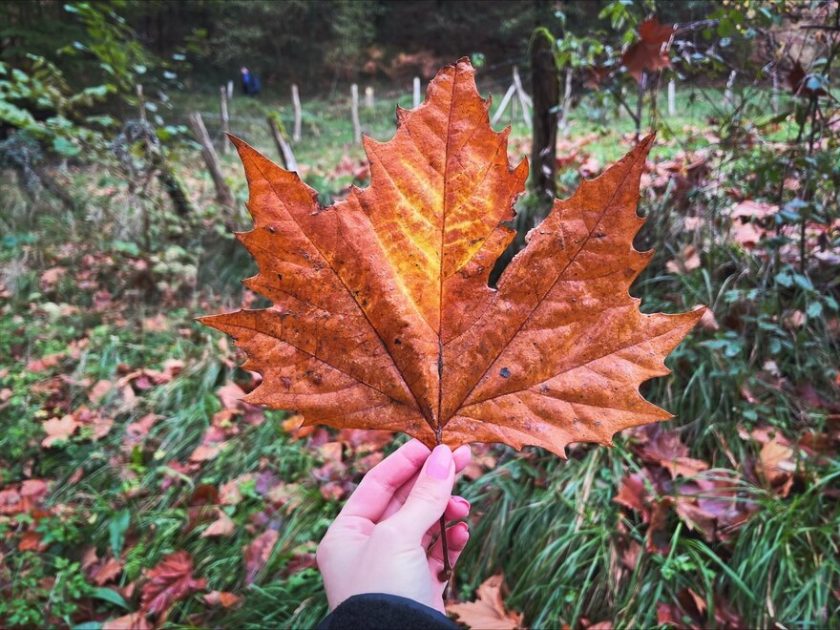 Big orange leave in autumn