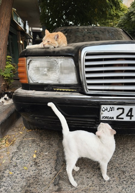 Cats