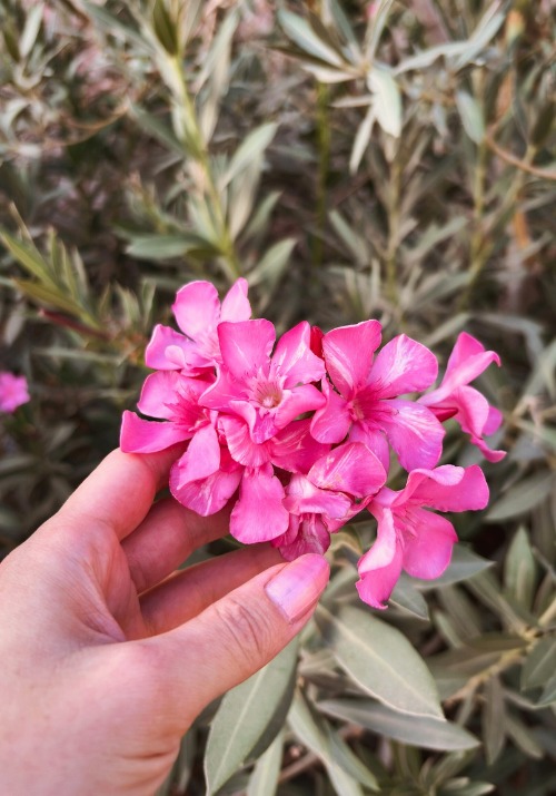 Flowers in nature, Jordan