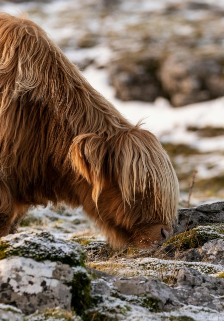 Wildlife in Malham