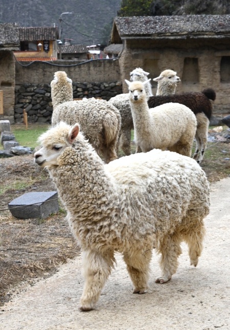 Cute alpacas