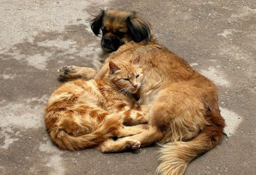 Cat and dog hugging