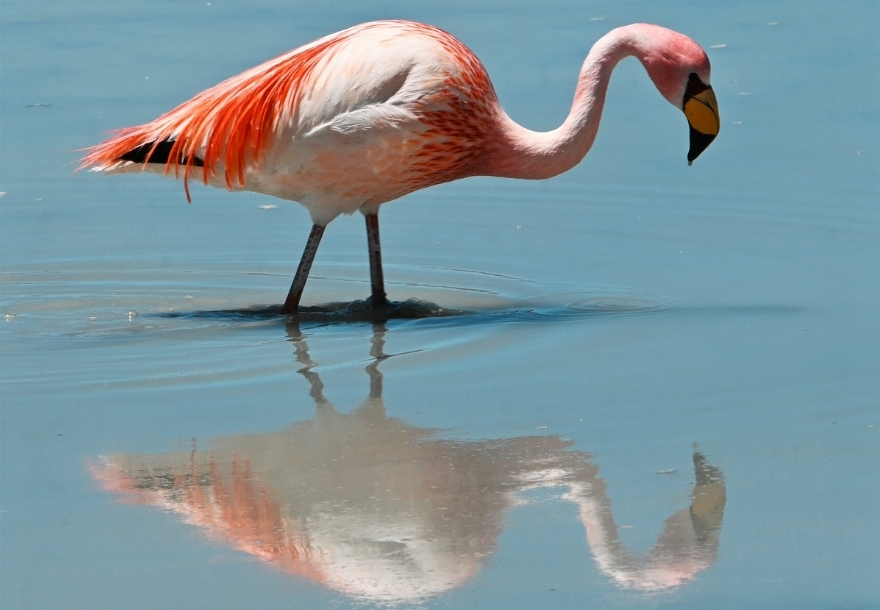 Flamingo in lake, Bolivia