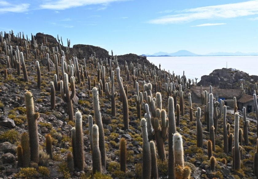 Cactus on Isla Incahuasi