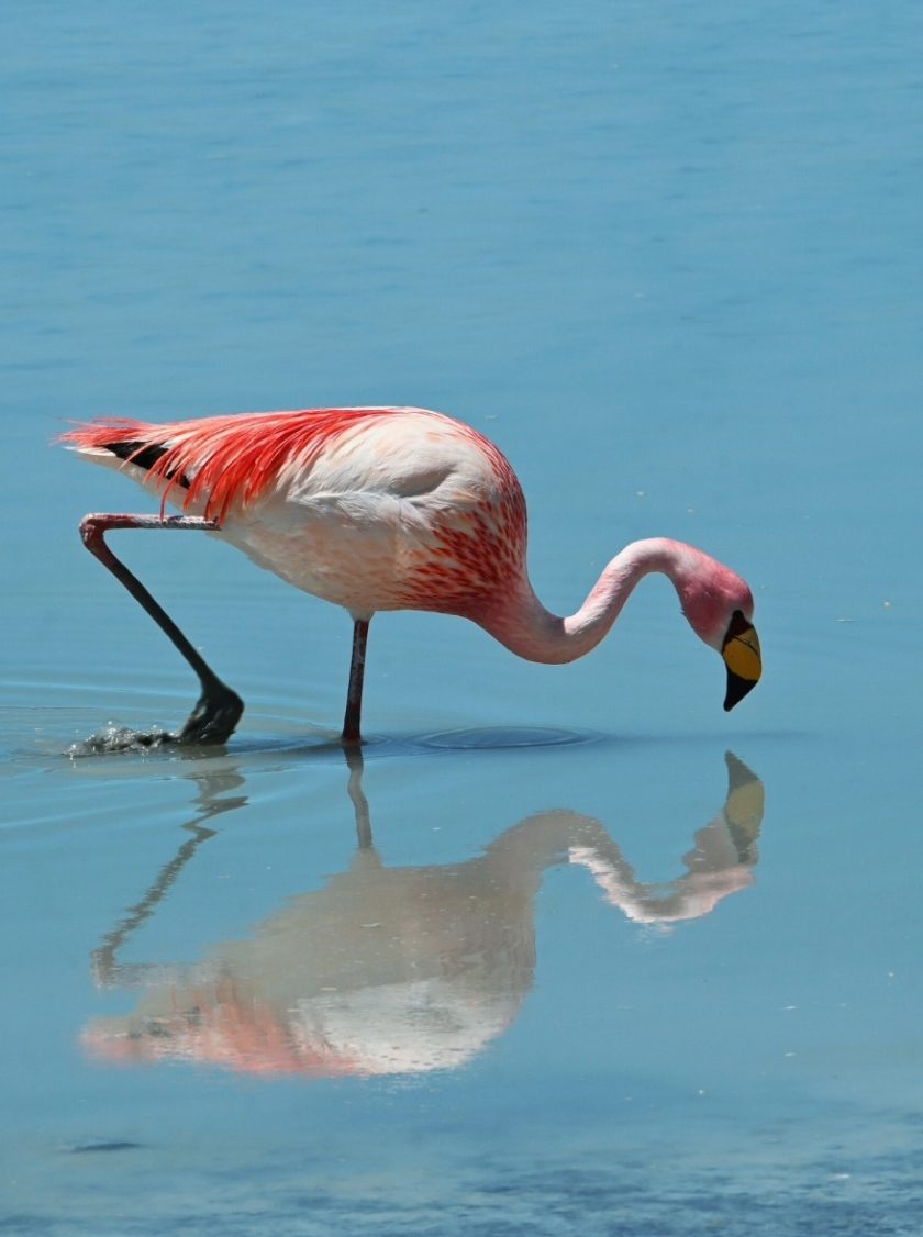 Flamingo at Laguna Hedionda in Bolivia
