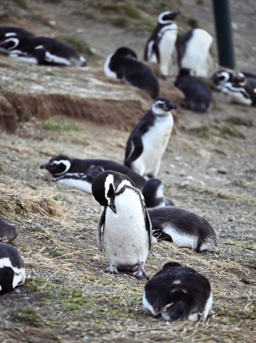Penguins on Isla Magdalena
