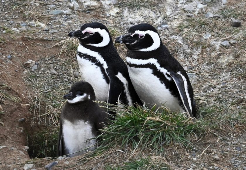 Penguins - wildlife tour 