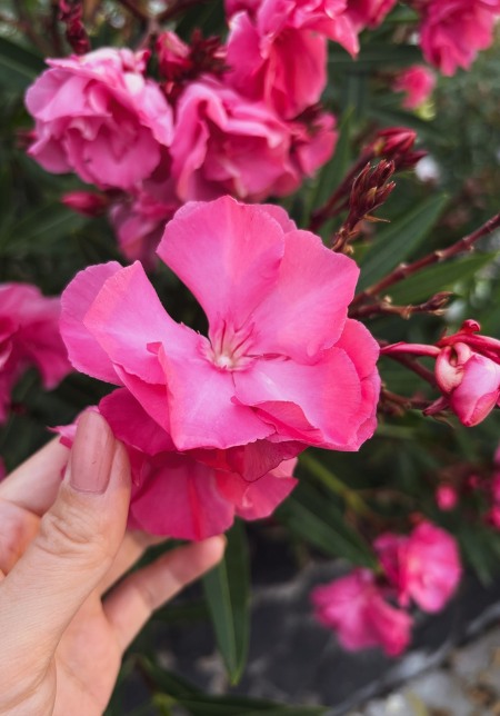 Flowers