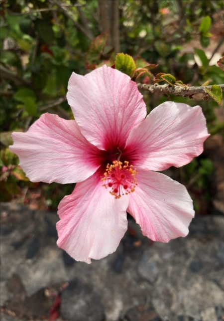 Flowers in La Palma