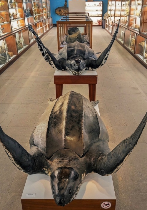 Exhibits inside the Insular Museum
