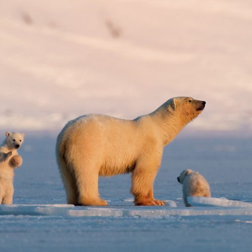 Polar bear in Svalbard