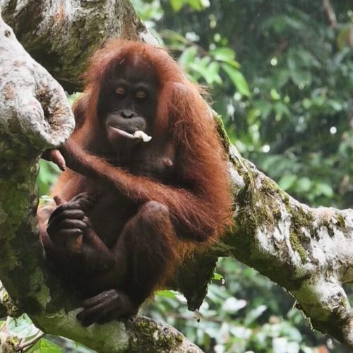 Orangutan in Sepilok, Sandakan.